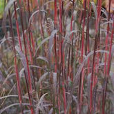 Andropogon gerardii "Red October" 0.20 - 0.30 m by gradina-noastra
