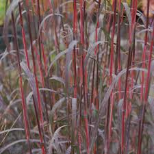 Andropogon gerardii "Red October" 0.20 - 0.30 m by gradina-noastra