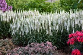 Veronica spicata "First Lady" 0.10 - 0.20 m by Gradina Noastra