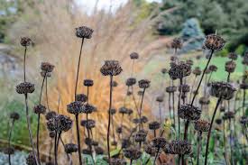 Phlomis tuberosa 0.10 - 0.20 m by Gradina Noastra