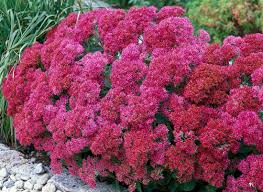 Iarba grasa "Carl" 0.10 - 0.20 m / Sedum spectabile "Carl"/ by gradina-noastra