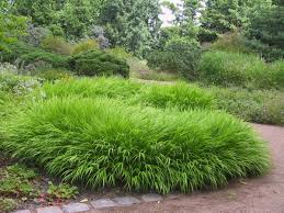 Hakonechloa macra 0.20 - 0.30 m / Hakonechloa macra / by gradina-noastra