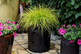Pennisetum alopecuroides "JS Jommenik" 0.10 - 0.20 m by gradina-noastra