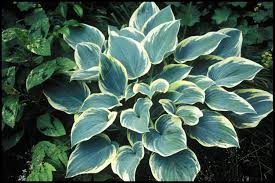 Hosta "First Frost" 0.20 - 0.30 m by Gradina Noastra