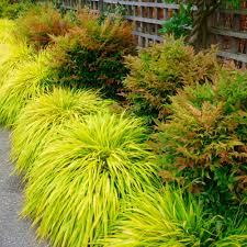 Hakonechloa macra "All Gold " 0.20 - 0.30 m /Hakonechloa macra "All Gold"/ by gradina-noastra