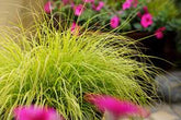 Pennisetum alopecuroides "JS Jommenik" 0.10 - 0.20 m by gradina-noastra