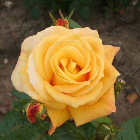 Trandafir floribunda "Arthur bell"/ Rosa floribunda "Arthur bell"/