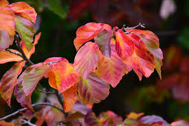 Arborele de Fier Persan 3.00 - 4.00 m / Parrotia persica / by gradina-noastra