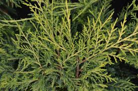 Ienupar "Pfitzeriana Aurea" Bonsai 1.40 - 1.60 m / Juniperus × media "Pfitzeriana Aurea"/ by gradina-noastra