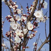 Cais "Peche de Nancy" 1.80 - 2.30 m / Prunus armeniaca "Peche de Nancy" / by gradina-noastra