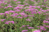 Achillea millefolium "Lilac Beauty" 0.10 - 0.20 m by Gradina Noastra