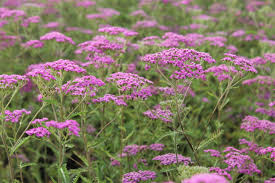 Achillea millefolium "Lilac Beauty" 0.10 - 0.20 m by Gradina Noastra