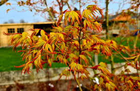 Artar japonez "Sode Nishiki" 1.20 - 1.50 m / Acer palmatum "Sode Nishiki"/ by gradina-noastra
