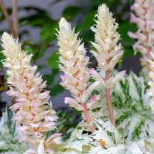 Acanthus mollis "Whitewater" cu frunze elegante alb-crem și flori atrăgătoare, perfect pentru grădini.