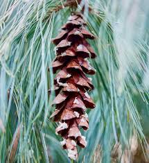 Pin strob / Pinus strobus/ by gradina-noastra