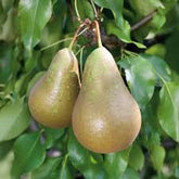 Par „Conference” 1.80 - 2.30 m / Pyrus communis „Conference” / by gradina-noastra