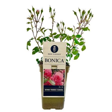 Trandafir floribunda "Bonica"/ Rosa floribunda "Bonica"/