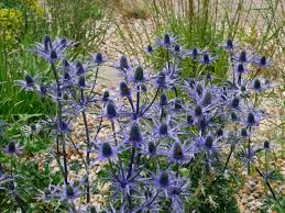 Eryngium "Big Blue" by Gradina Noastra