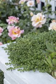 Iarba grasa 0.10 - 0.20 m / Sedum album / by gradina-noastra