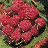 Zmeura "Autumn Bliss" /Rubus idaeus &