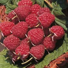 Zmeura "Autumn Bliss" /Rubus idaeus &