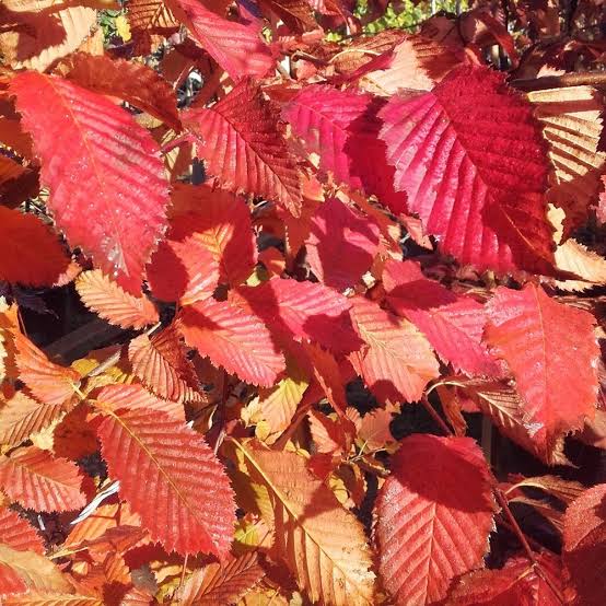 Carpen "Rockhampton Red" arbore / Carpinus betulus "Rockhampton Red"/