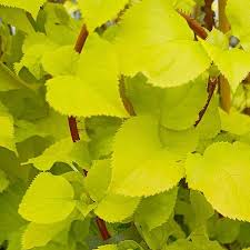 Hortensia cataratoare "Bright Side" / hydrangea anomala petiolaris "Bright Side" / by gradina-noastra