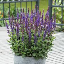 Salvia nemorosa &
