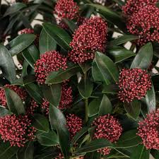 Liliac japonez "Rubella" 0.40 - 0.50 m / Skimmia japonica "Rubella"/ by gradina-noastra