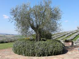 Rozmarin „Boule” / Rosmarinus officinalis „Boule”/ by gradina-noastra