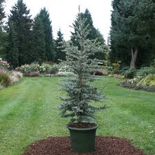 Cedru argintiu-albastru "Silberspitz" 1.30 - 1.50 m / Cedrus atlantica "Silberspitz" / - Gradina Noastra