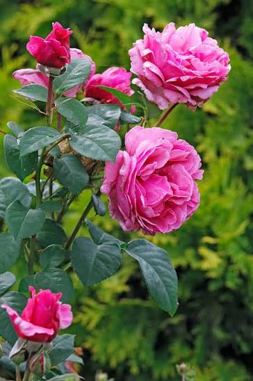 Trandafir teahibrid "Elbflorenz" – / Rosa HT "Elbflorenz"/