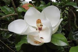 Magnolia vesnic verde "Goliath" / Magnolia grandiflora "Goliath" by gradina-noastra