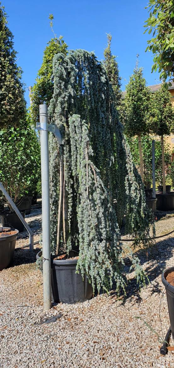 Cedru argintiu curgator 1.75 - 2.00 m / Cedrus atlantica "Glauca Pendula" / by gradina-noastra