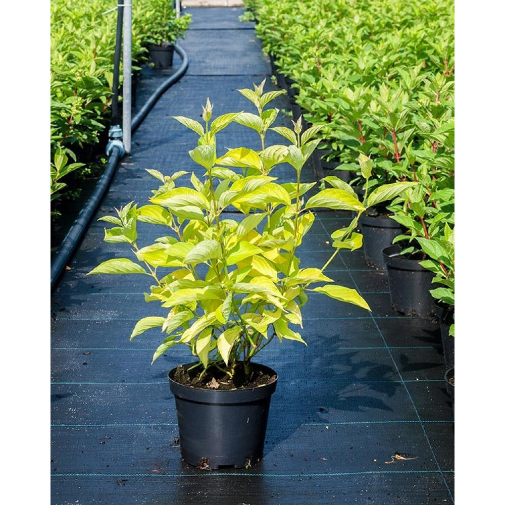 Corn "Aurea" / Cornus alba „Aurea”/