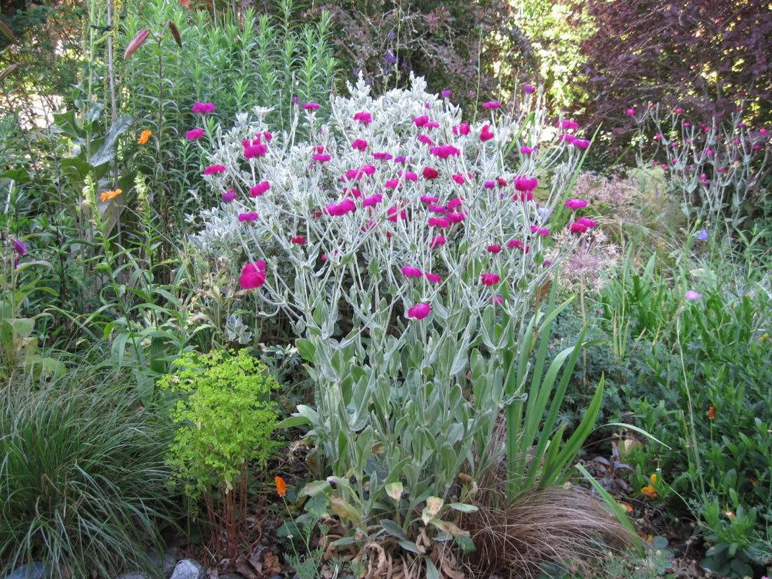 Lychnis coronaria "Atrosanguinea" by Gradina Noastra