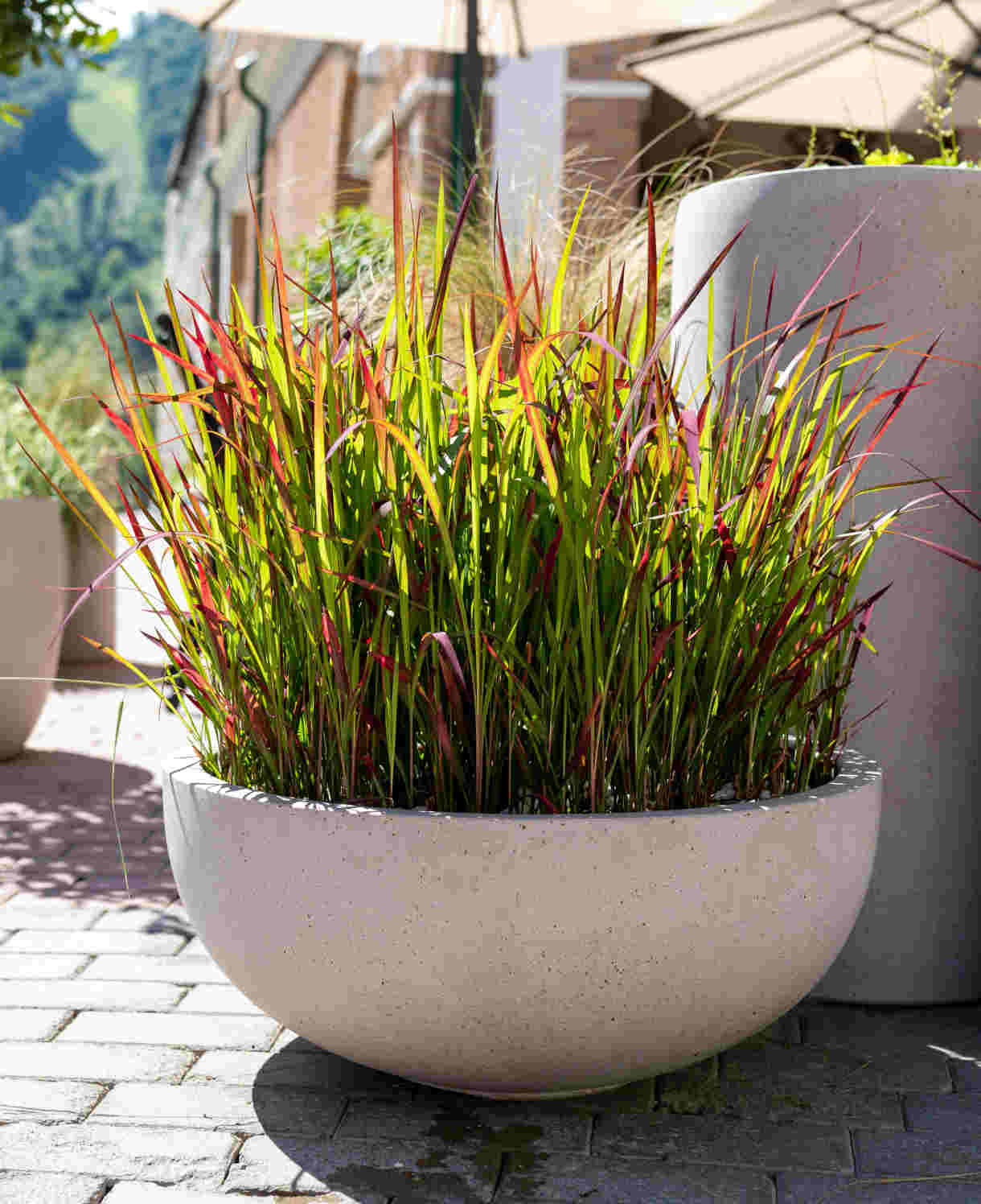 Imperata "Red Baron" / Imperata cylindrica "Red Baron"/ - Gradina Noastra