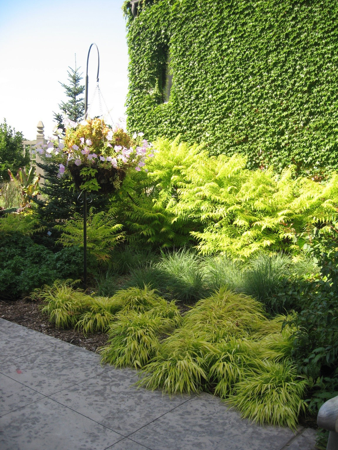 Hakonechloa macra "All Gold " 0.20 - 0.30 m /Hakonechloa macra "All Gold"/ by gradina-noastra