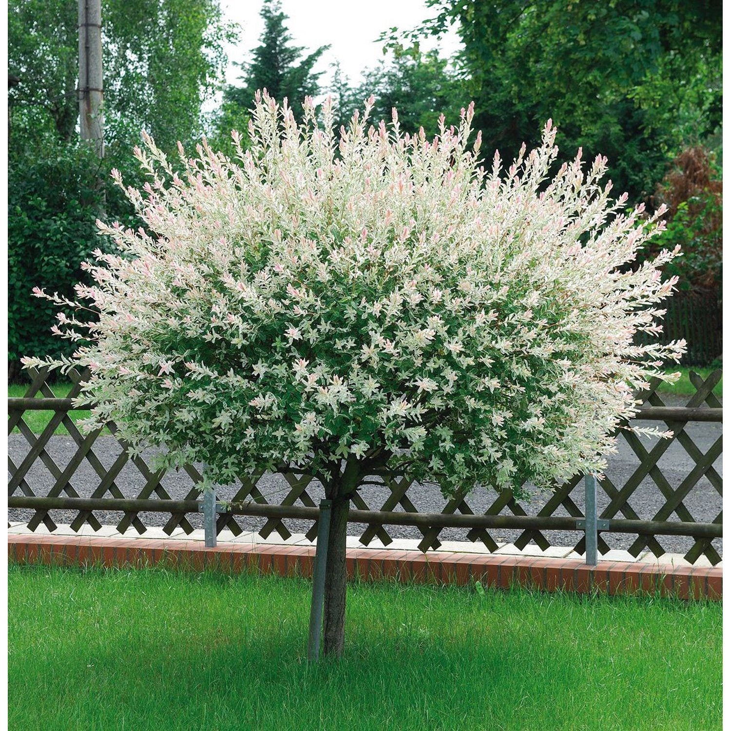 Salcie japoneza "Hakuro Nishiki" 1.30 - 1.50 m / Salix integra "Hakuro Nishiki"/ by gradina-noastra