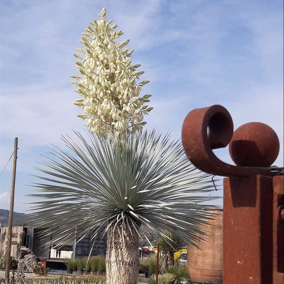 Yucca rostrata / Yucca rostrata/