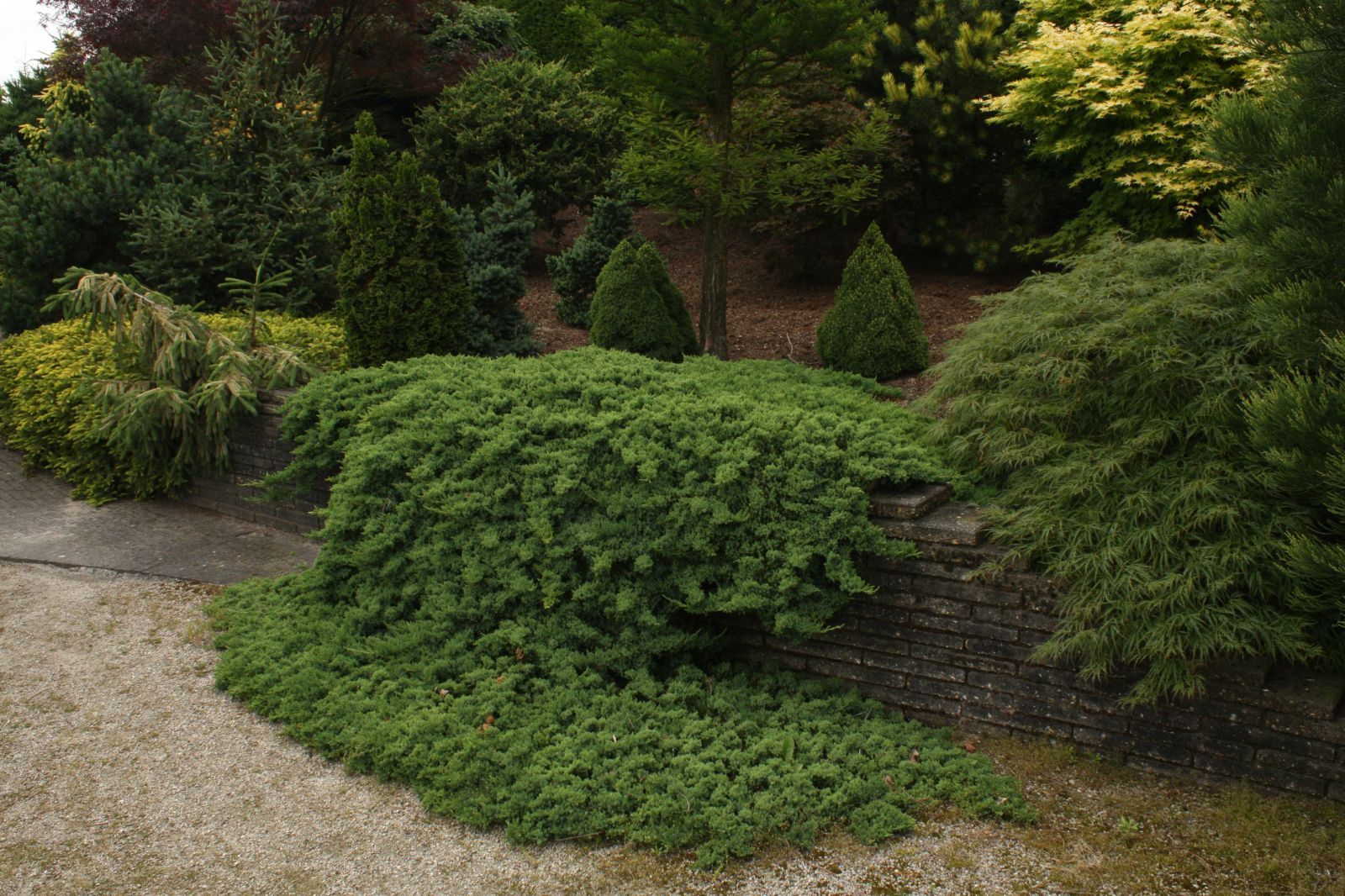 Ienupar acoperitor de sol pitic "Nana" / Juniperus procumbens "Nana"/