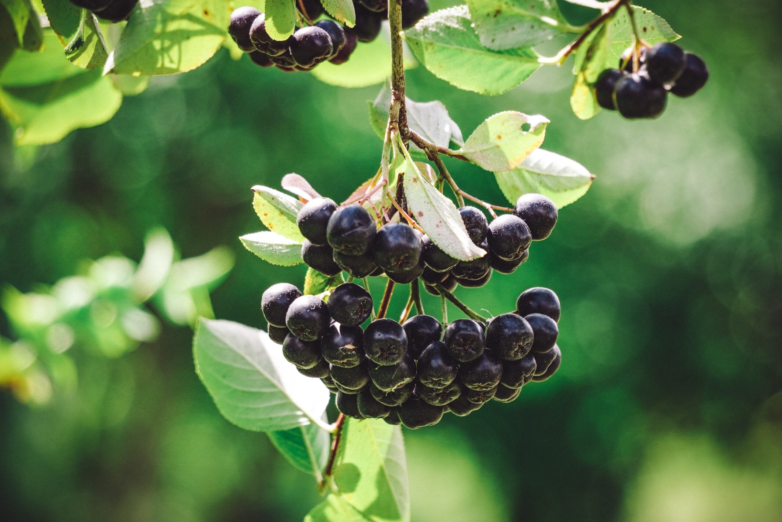 Aronia Mix 0.50-0.60 m by gradina-noastra