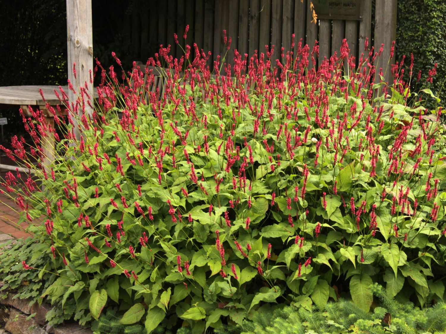 Persicaria amplexicaulis "Speciosa" 0.10 - 0.20 m by gradina-noastra