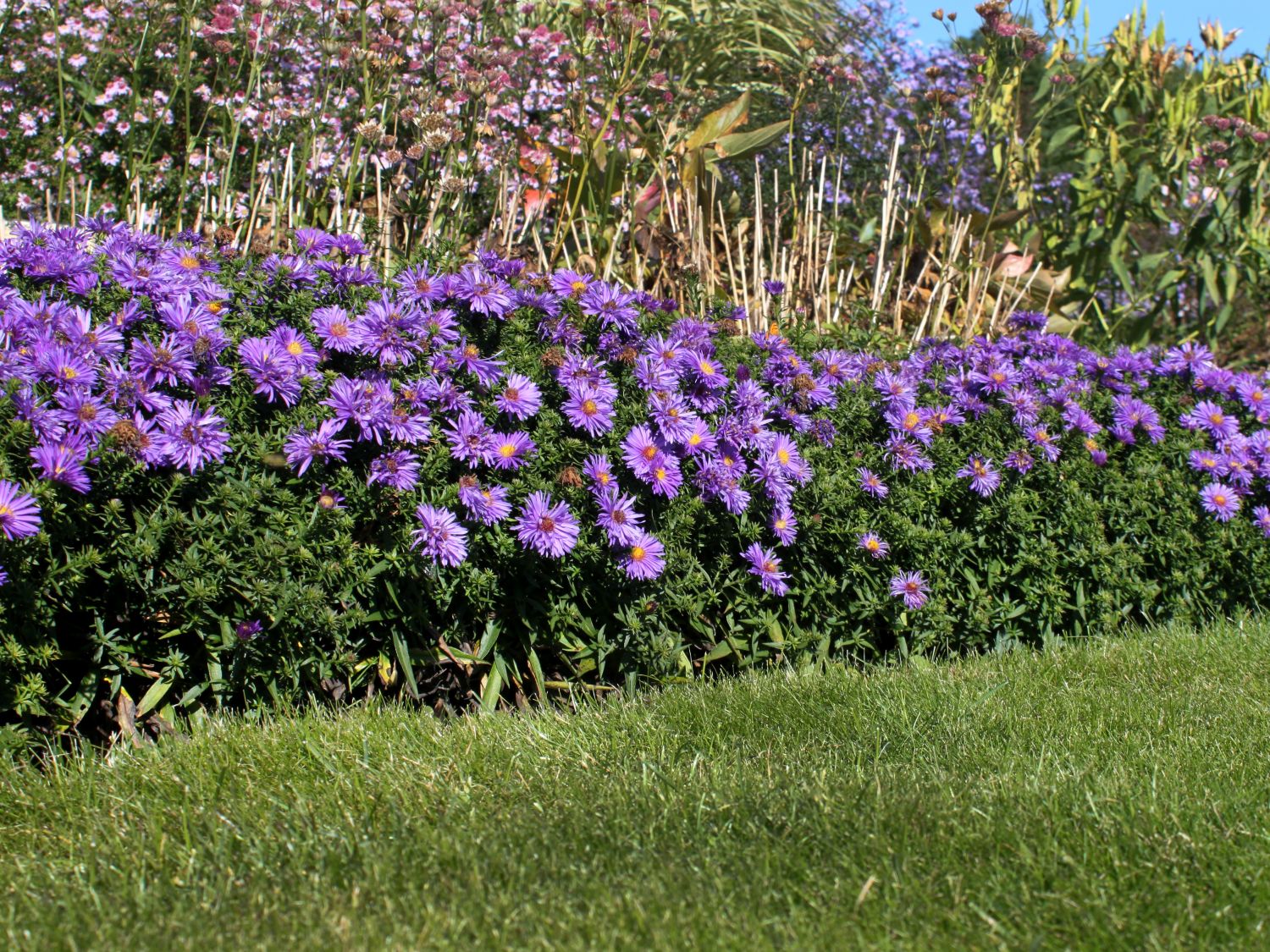 Aster dumosus &