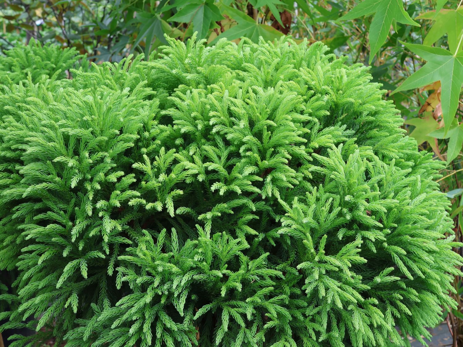 Cryptomeria "Globosa Nana" / Cryptomeria jap. "Globosa Nana"/ - Gradina Noastra
