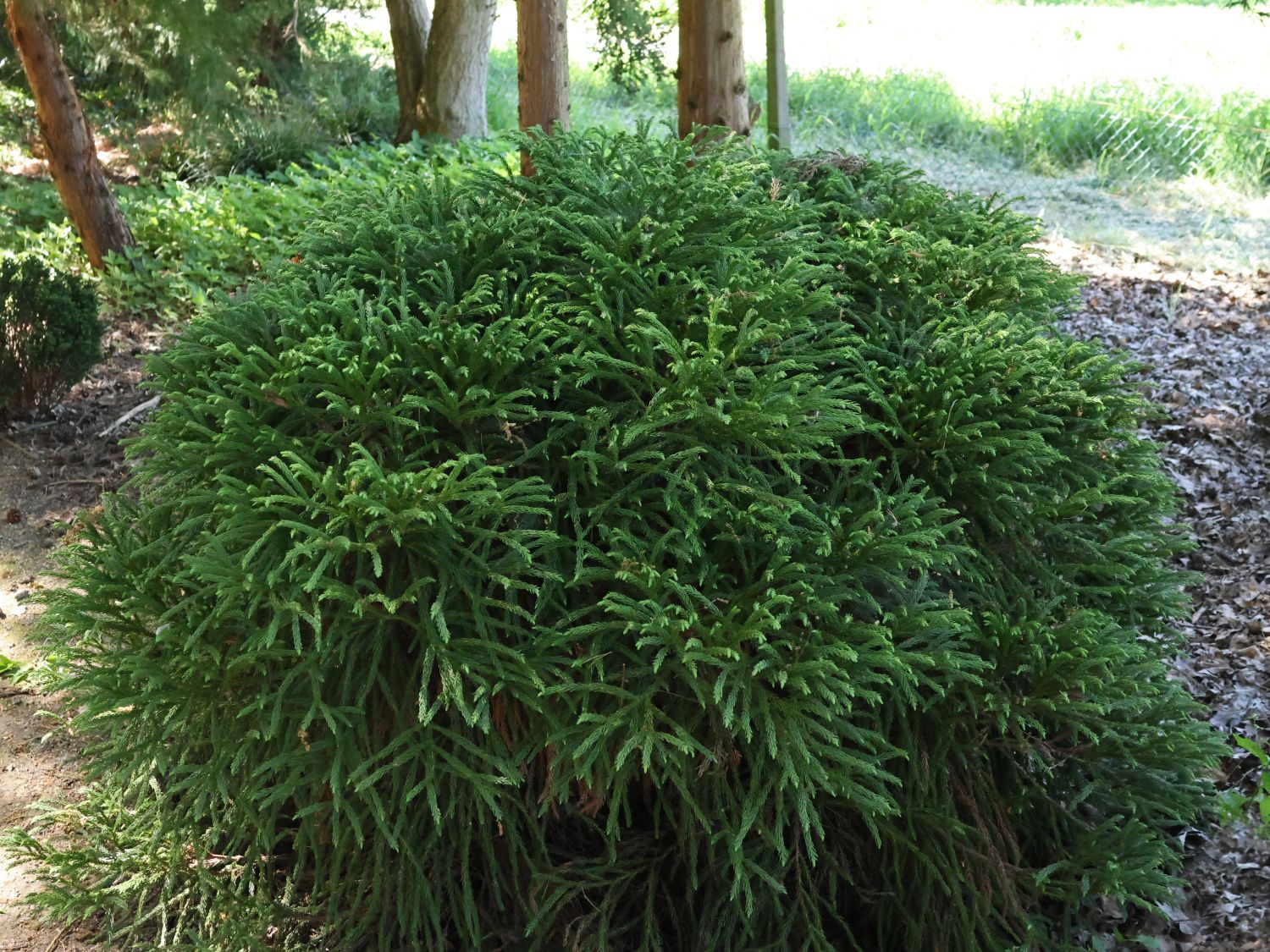 Cryptomeria "Globosa Nana" / Cryptomeria jap. "Globosa Nana"/ - Gradina Noastra