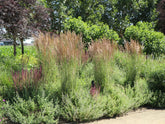 Molinia caerulea "Moorhexe" 0.10 - 0.20 m by gradina-noastra