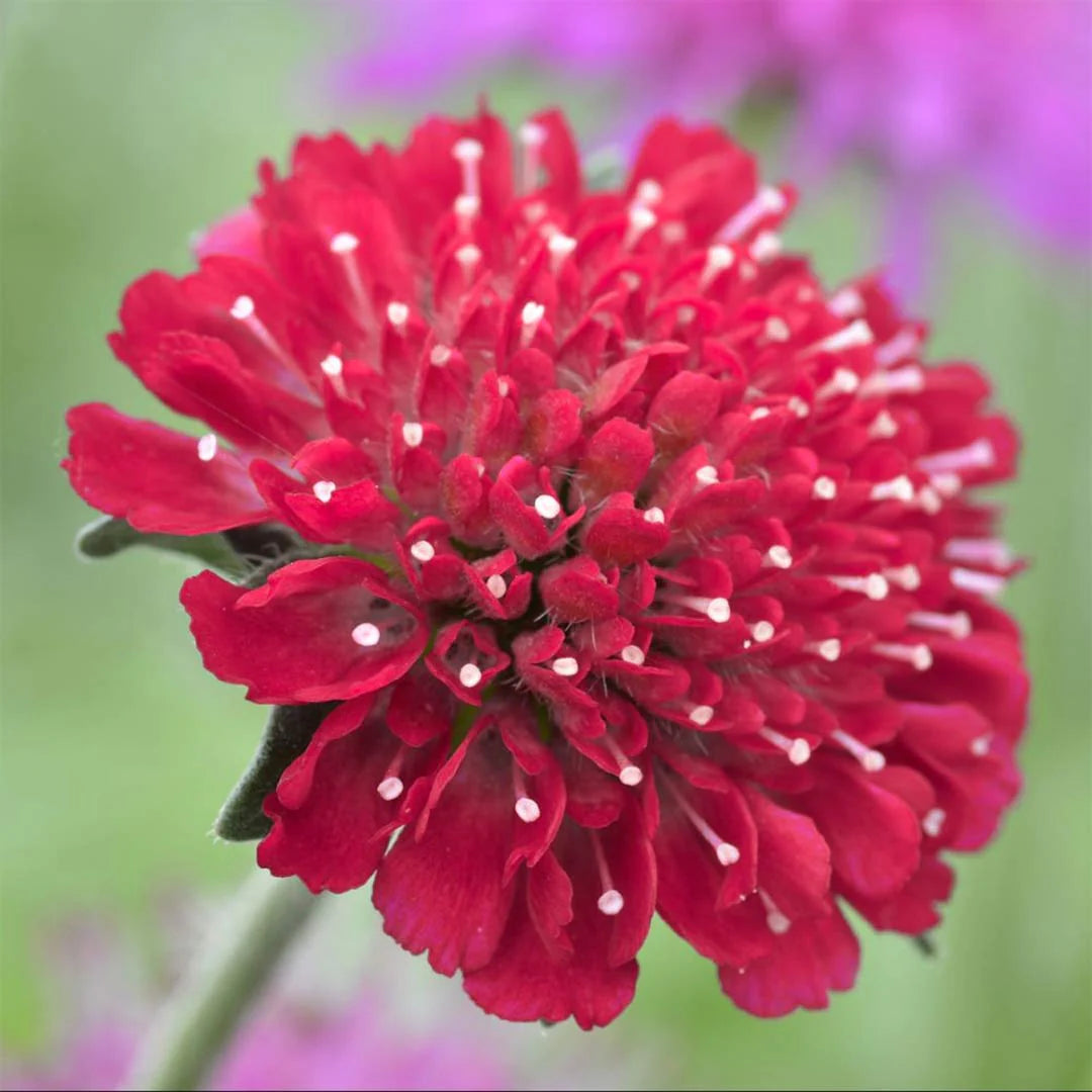 Knautia macedonica "Red Knight" by Gradina Noastra