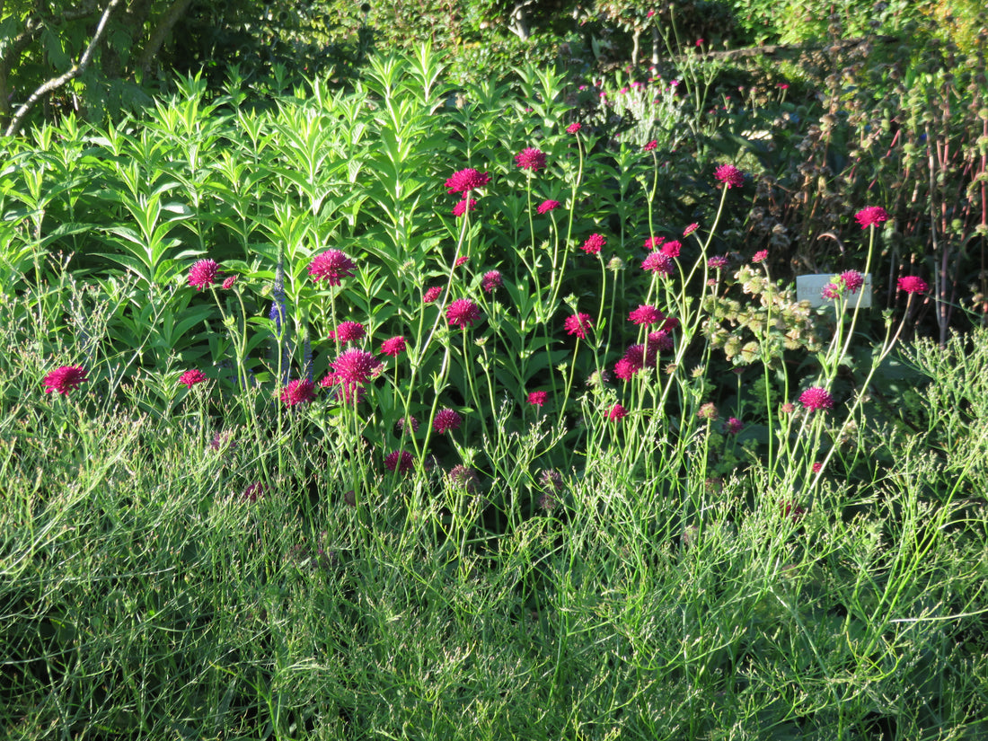 Knautia macedonica "Red Knight" by Gradina Noastra