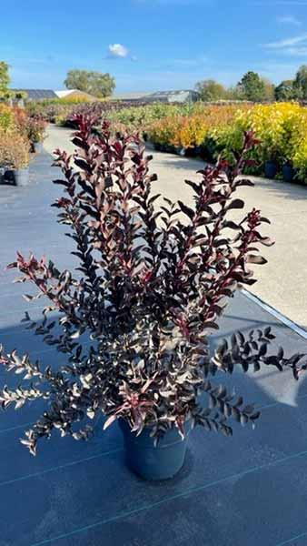 Liliac Indian "Black Diamond Lavander Lace" tufa / Lagerstroemia Indica "Black Diamond Lavander Lace" / by gradina-noastra